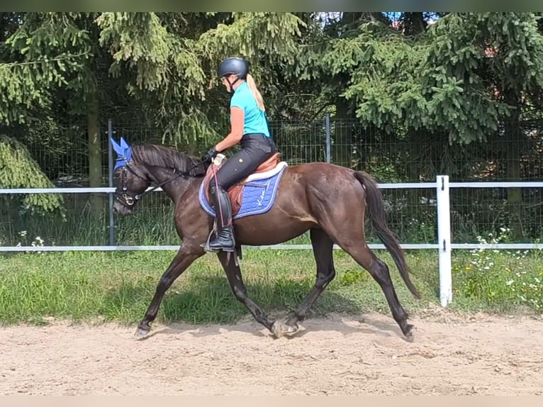 Poney de selle polonais Croisé Hongre 4 Ans 152 cm Bai brun foncé in Forst