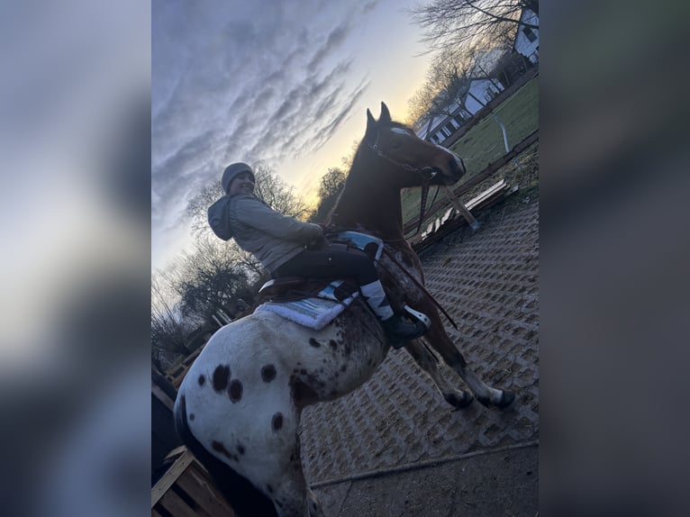 Poney de selle polonais Hongre 4 Ans 152 cm  in Schinkel