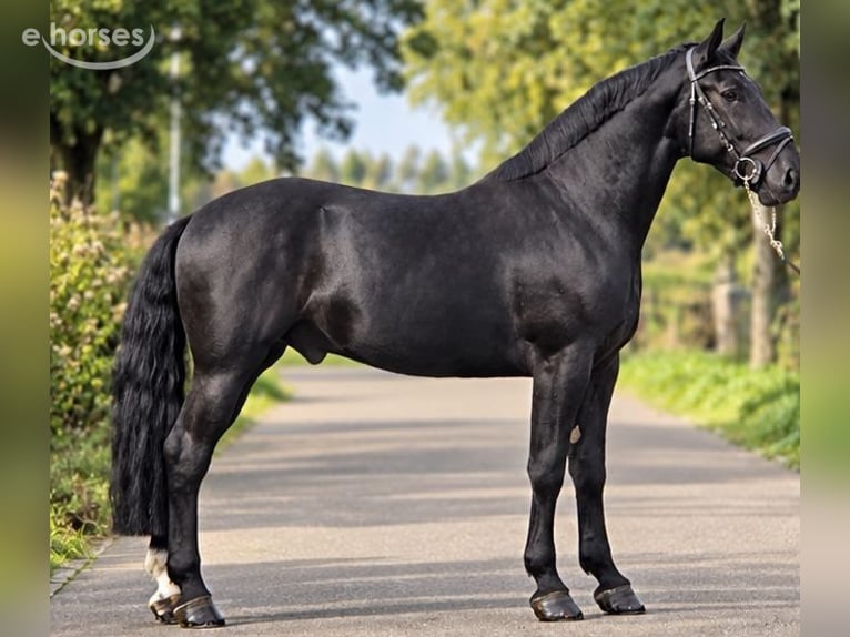 Poney de selle polonais Hongre 4 Ans 170 cm Noir in Weert