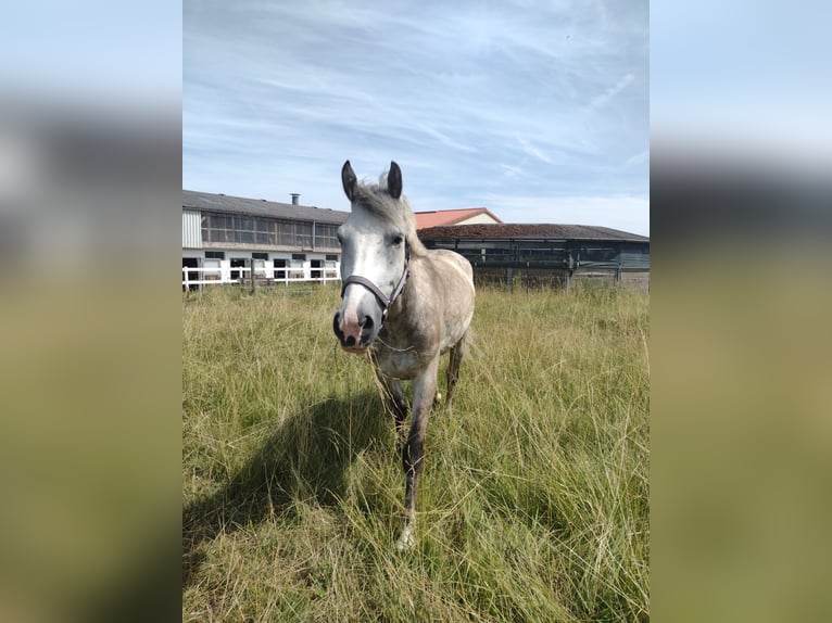 Poney de selle polonais Hongre 5 Ans 146 cm  in Elchingen