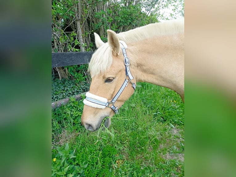 Poney de selle polonais Hongre 5 Ans 147 cm Palomino in Pfl&#xFC;ckuff