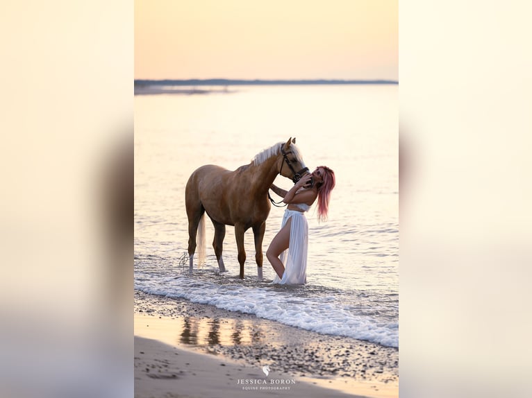 Poney de selle polonais Hongre 5 Ans 153 cm Palomino in Kicin