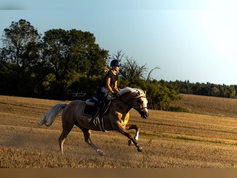 Poney de selle polonais Hongre 5 Ans 153 cm Palomino in Kicin
