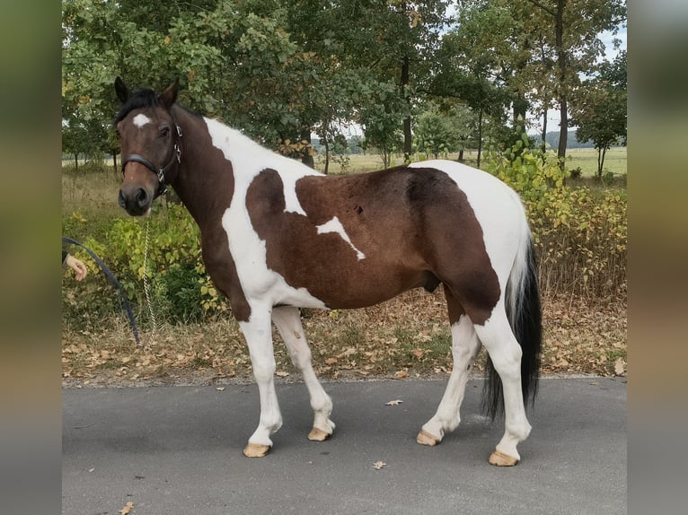 Poney de selle polonais Croisé Hongre 5 Ans 153 cm Pinto in Forst