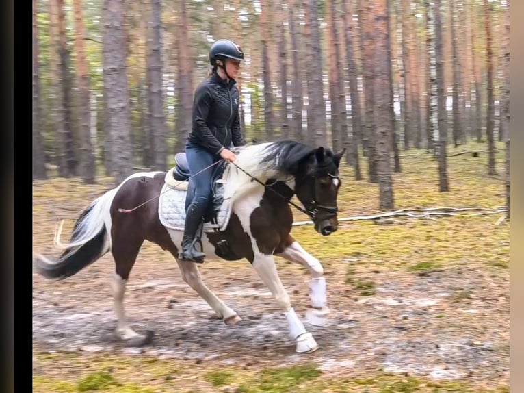 Poney de selle polonais Croisé Hongre 5 Ans 153 cm Pinto in Forst