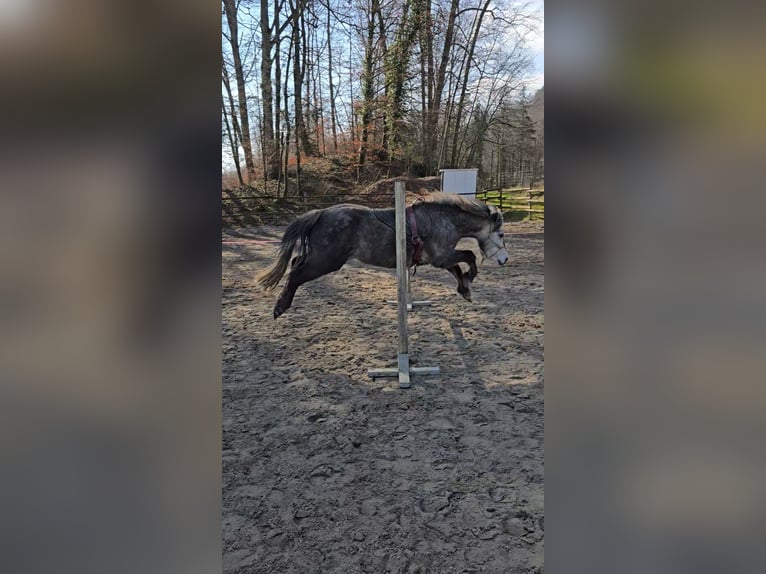 Poney de selle polonais Croisé Hongre 6 Ans 130 cm Peut devenir gris in Veltheim AG