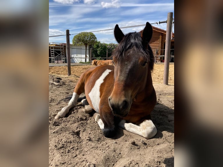 Poney de selle polonais Hongre 6 Ans 137 cm Pinto in Gräfenhainichen