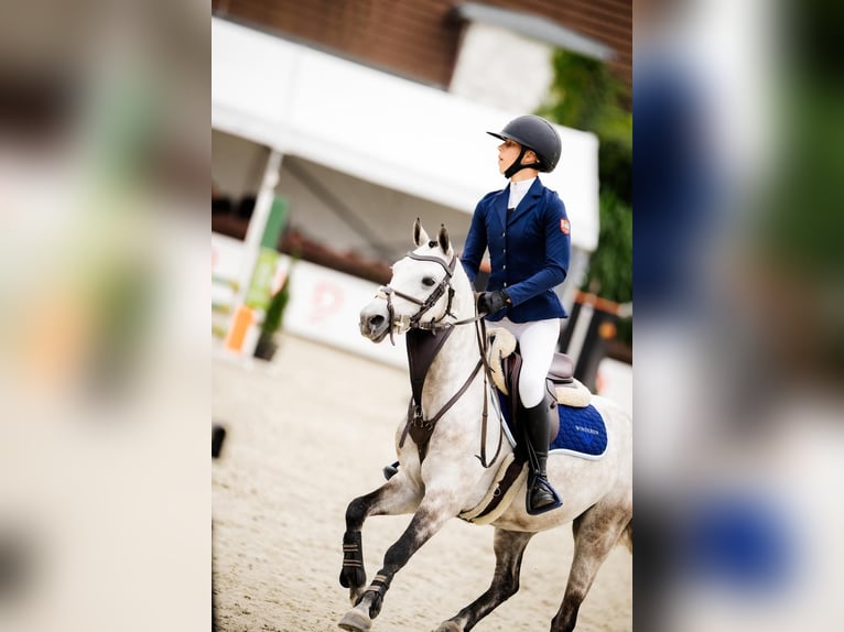 Poney de selle polonais Hongre 7 Ans 139 cm Gris in Leńcze
