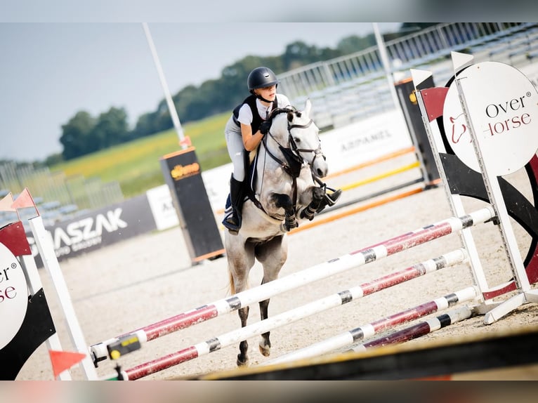 Poney de selle polonais Hongre 7 Ans 139 cm Gris in Leńcze