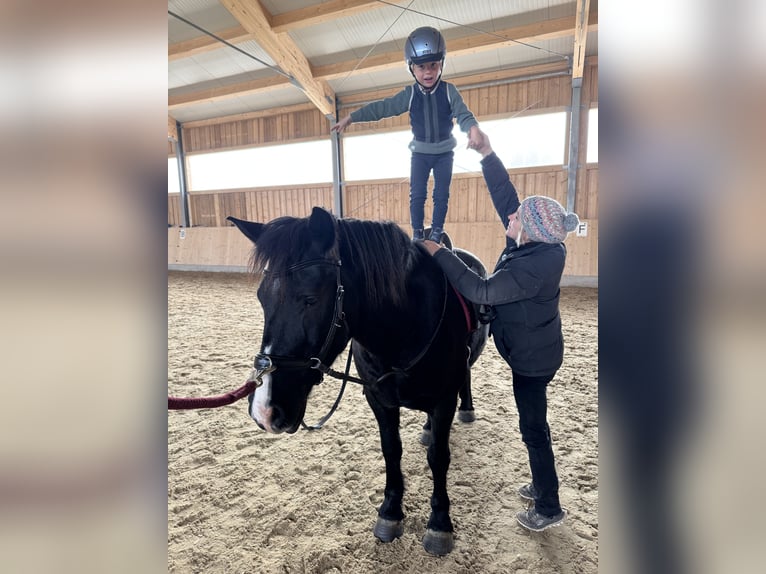 Poney de selle polonais Hongre 7 Ans 144 cm Noir in Fuchstal