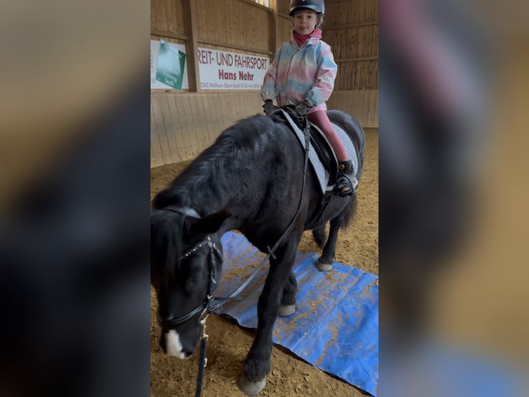 Poney de selle polonais Hongre 7 Ans 144 cm Noir in Fuchstal