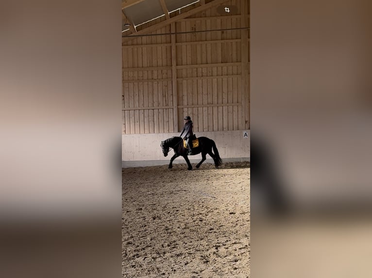 Poney de selle polonais Hongre 7 Ans 144 cm Noir in Fuchstal