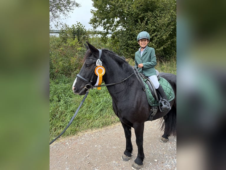 Poney de selle polonais Hongre 7 Ans 144 cm Noir in Fuchstal