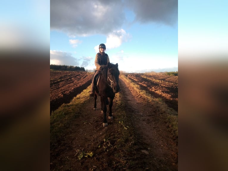 Poney de selle polonais Hongre 7 Ans 150 cm Noir in Niederbrombach