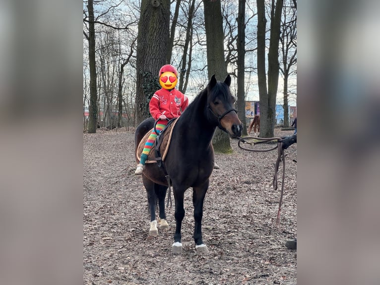 Poney de selle polonais Hongre 7 Ans Bai in Potsdam