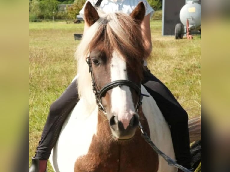 Poney de selle polonais Hongre 8 Ans 128 cm Pinto in Großostheim