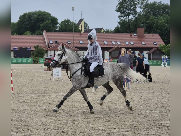 Poney de selle polonais Hongre 8 Ans 137 cm Gris in Trzyciąż