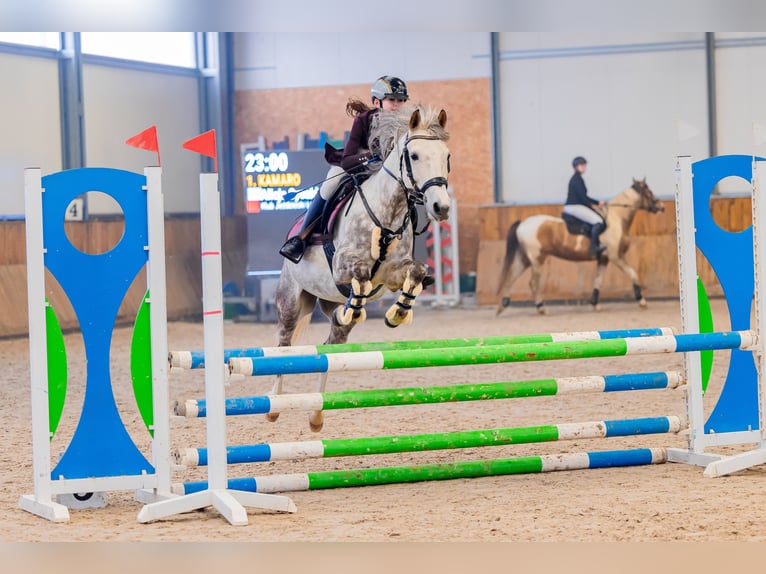 Poney de selle polonais Hongre 8 Ans 137 cm Gris in Trzyci&#x105;&#x17C;