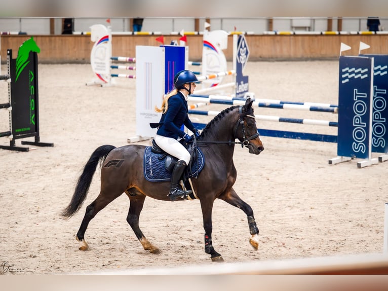 Poney de selle polonais Hongre 8 Ans 138 cm Bai brun foncé in Kiełpino