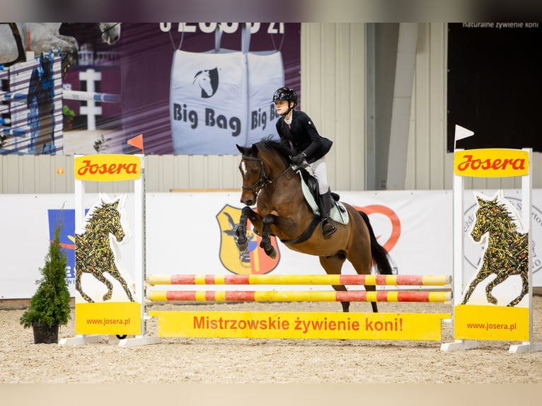 Poney de selle polonais Hongre 8 Ans 141 cm Bai in Czernikowo