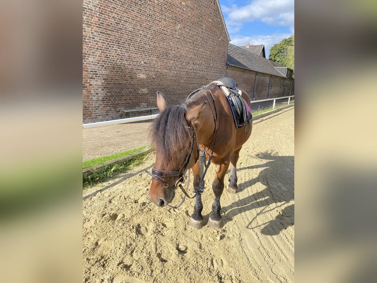 Poney de selle polonais Hongre 8 Ans 145 cm Bai in K&#xF6;ln