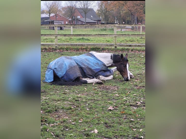 Poney de selle polonais Hongre 8 Ans 164 cm Pinto in Dörpen