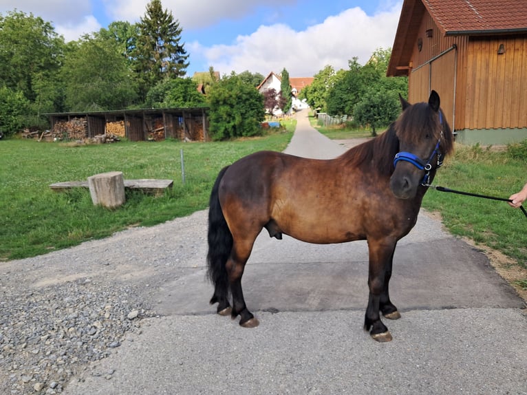 Poney de selle polonais Croisé Hongre 9 Ans 132 cm Noir in Neustetten