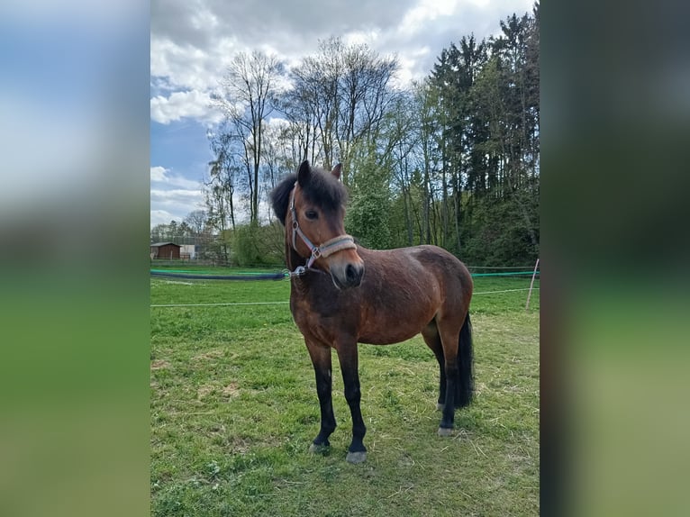 Poney de selle polonais Croisé Jument 10 Ans 120 cm Bai in Achstetten