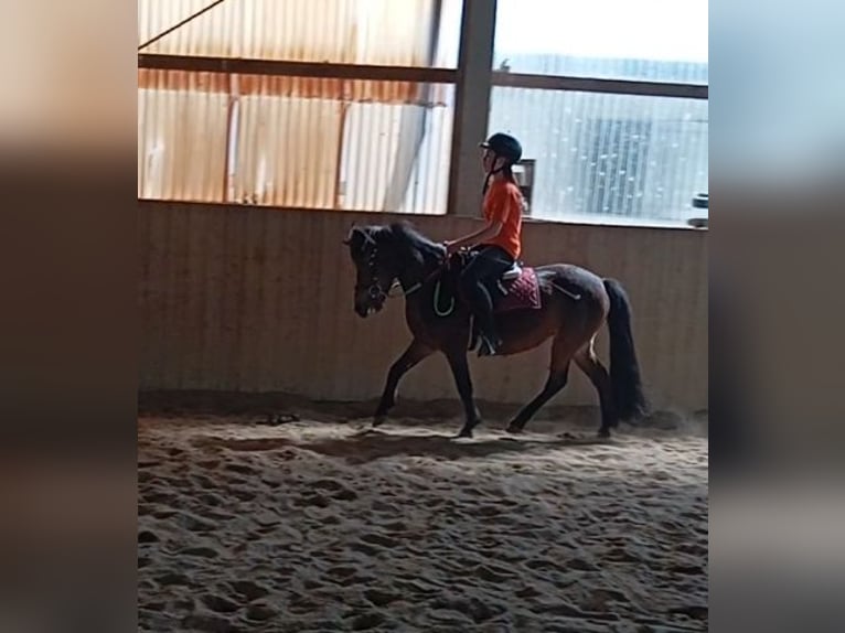 Poney de selle polonais Croisé Jument 10 Ans 120 cm Bai in Achstetten