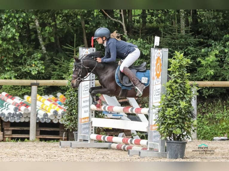 Poney de selle polonais Jument 11 Ans 110 cm Noir in Aldrans