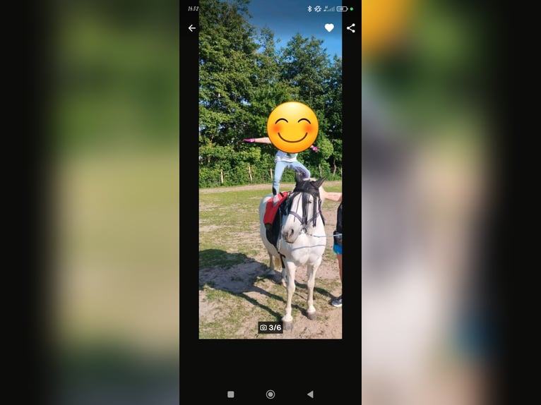 Poney de selle polonais Croisé Jument 11 Ans 125 cm Gris in Rosenow