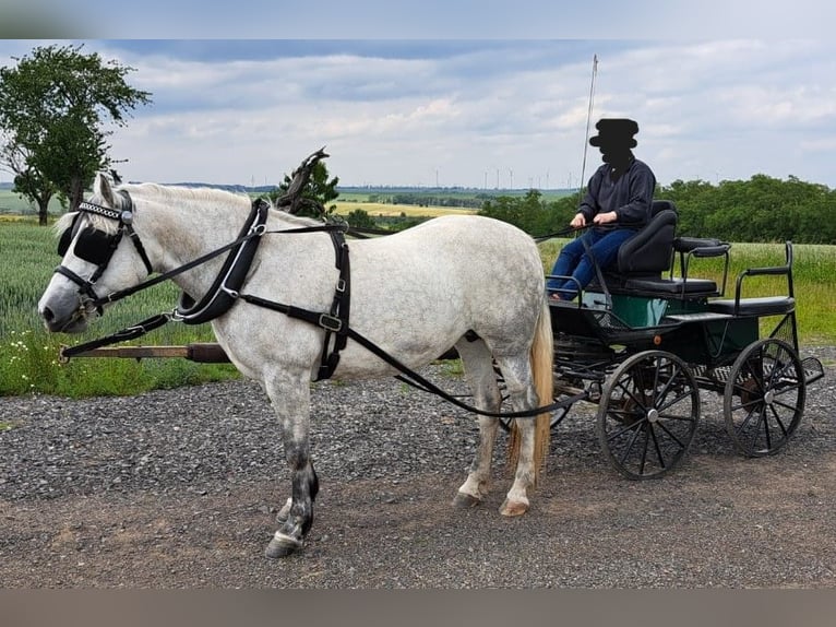 Poney de selle polonais Jument 11 Ans 150 cm Gris pommelé in Gerbstedt