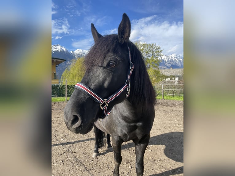 Poney de selle polonais Jument 12 Ans 140 cm Noir in Aldrans