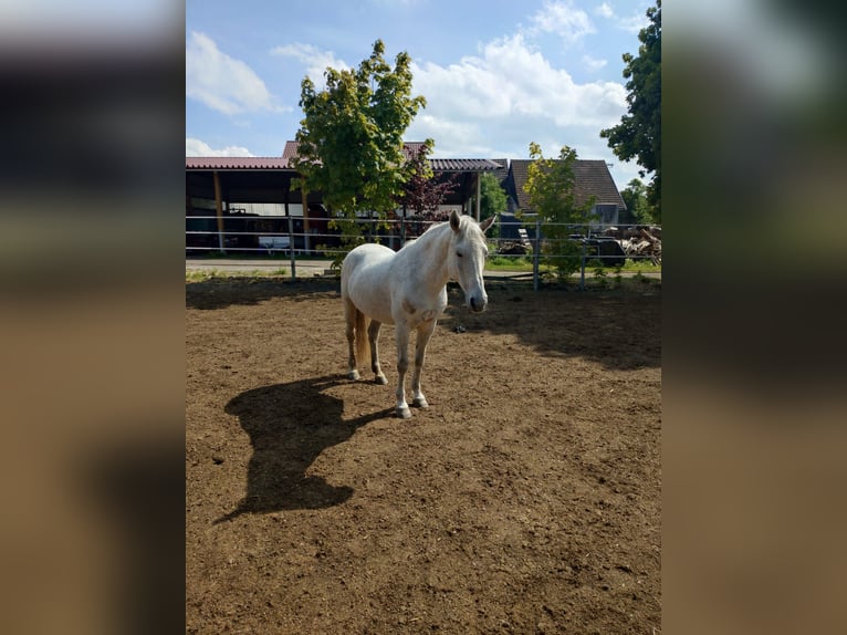 Poney de selle polonais Jument 13 Ans 146 cm Gris moucheté in Pfaffenhofen an der Roth