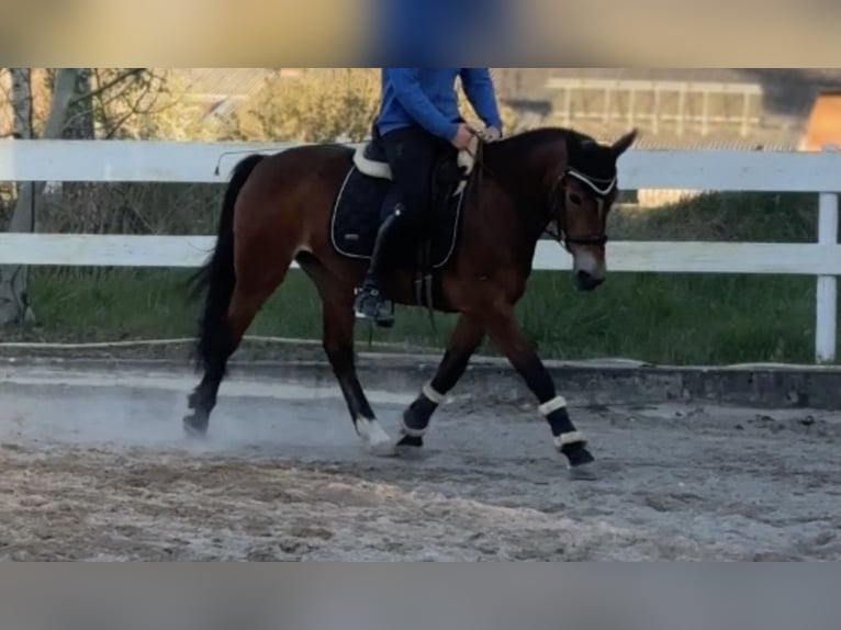 Poney de selle polonais Jument 14 Ans 148 cm Bai in Weil am Rhein