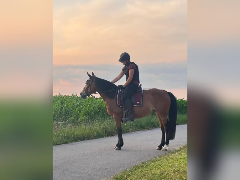 Poney de selle polonais Jument 14 Ans 148 cm Bai in Weil am Rhein