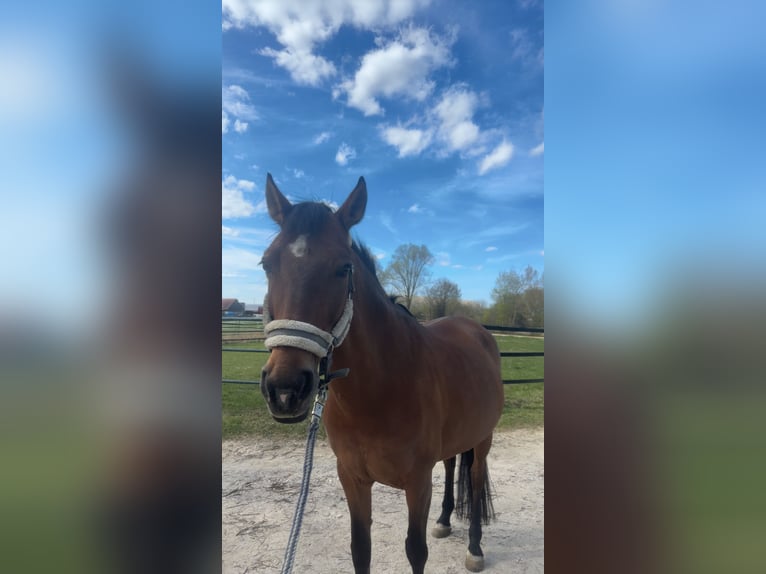 Poney de selle polonais Jument 15 Ans 147 cm Bai in Thierhaupten