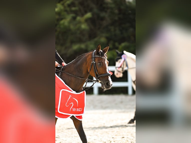 Poney de selle polonais Jument 15 Ans 148 cm Bai cerise in sowia wola