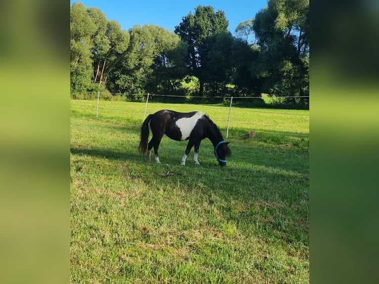 Poney de selle polonais Jument 18 Ans 110 cm Pinto in Vitis