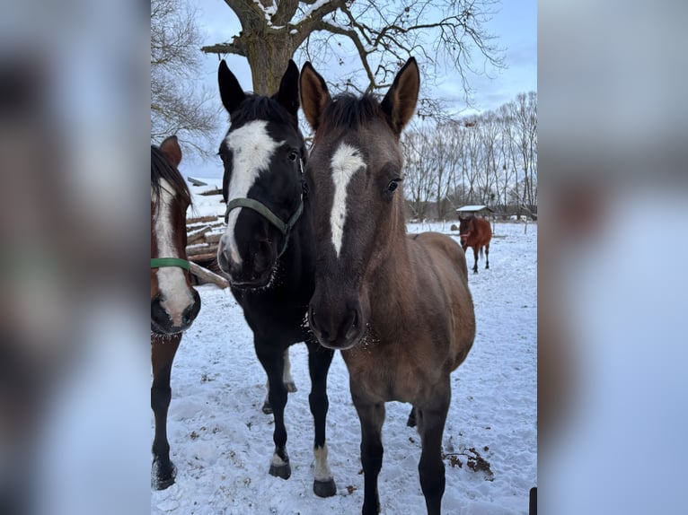 Poney de selle polonais Jument 1 Année 146 cm Buckskin in Trzciel