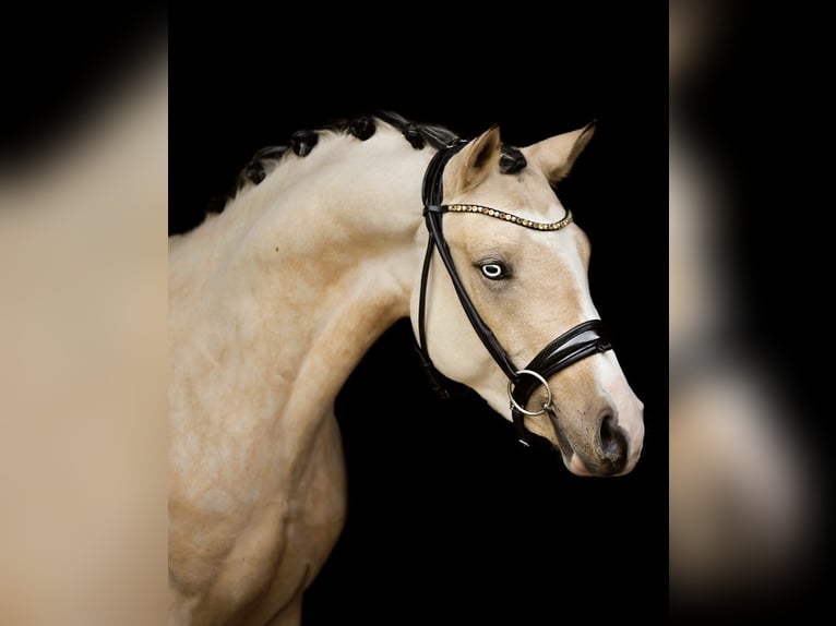 Poney de selle polonais Jument 1 Année 146 cm Buckskin in Trzciel