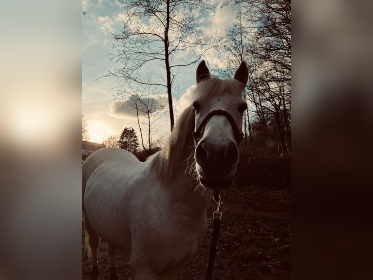Poney de selle polonais Jument 21 Ans 140 cm Gris pommelé in SolingeN