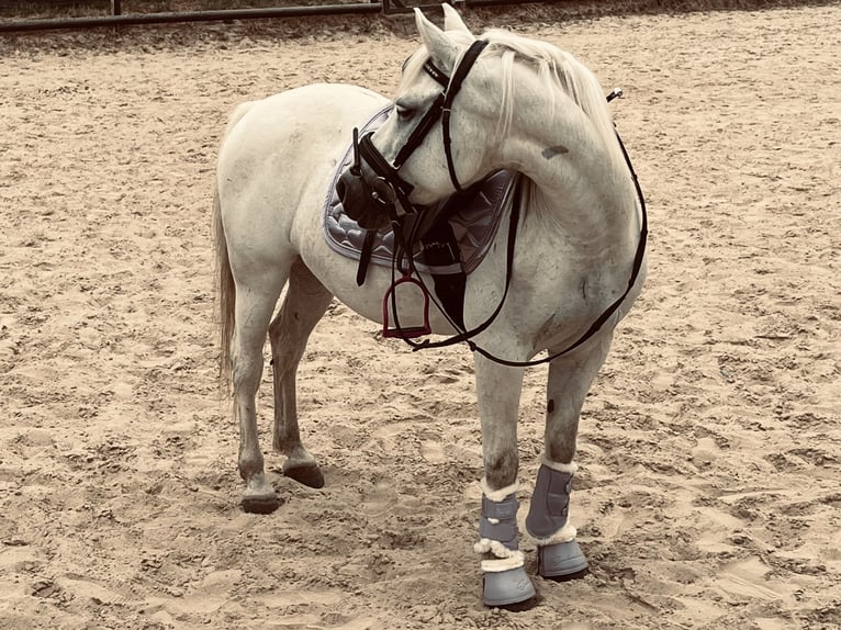 Poney de selle polonais Jument 21 Ans 140 cm Gris pommelé in SolingeN