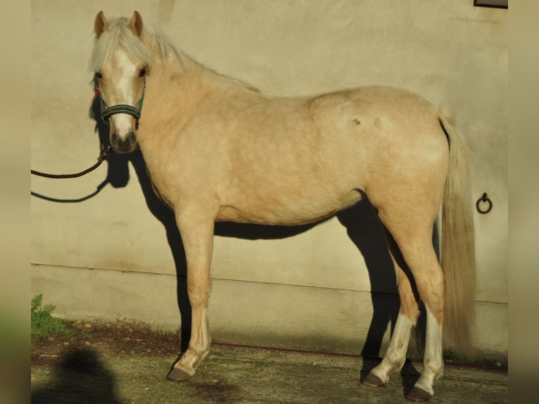 Cheval a hotsell vendre palomino