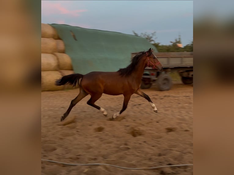 Poney de selle polonais Jument 2 Ans Bai in Siciny