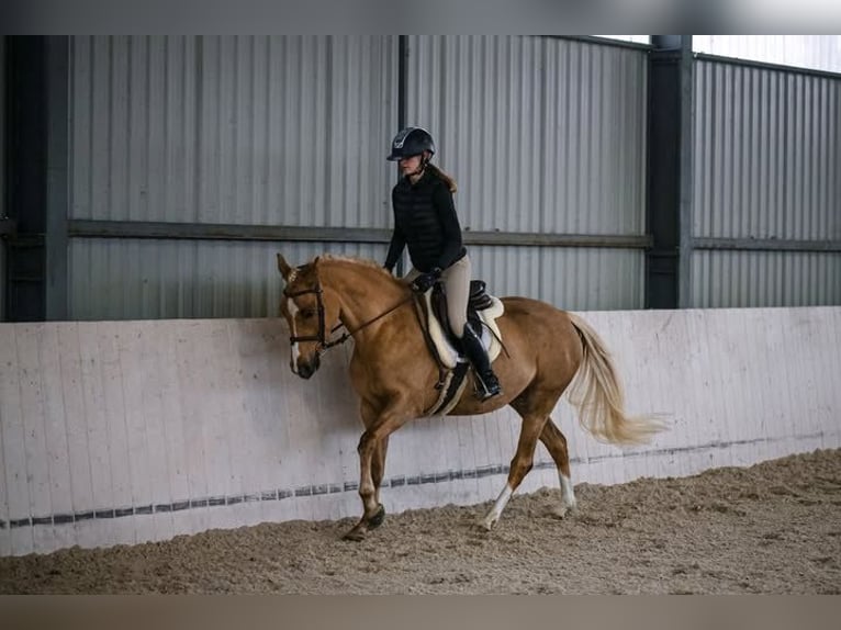 Poney de selle polonais Jument 4 Ans 146 cm Palomino in Kuślin
