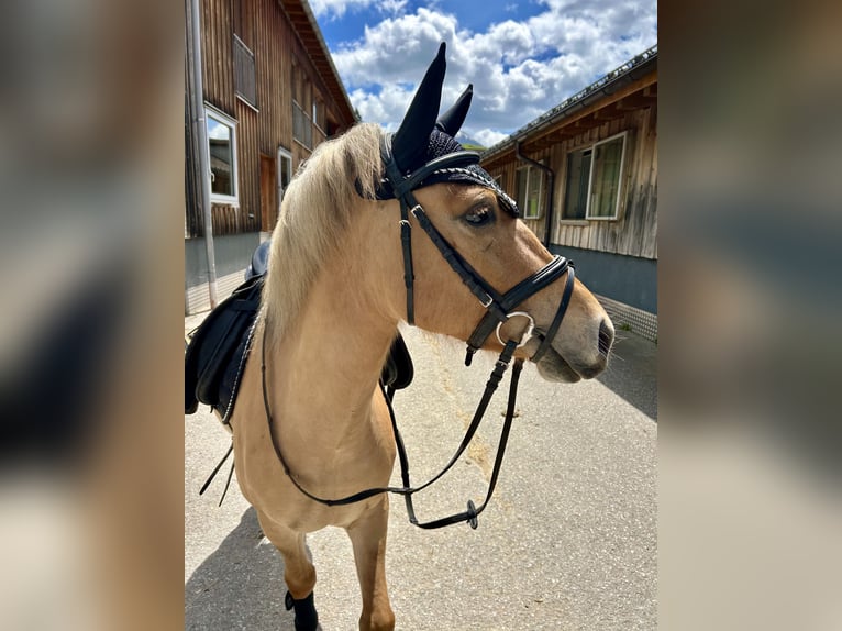 Poney de selle polonais Croisé Jument 5 Ans 135 cm Isabelle in Nesselwängle