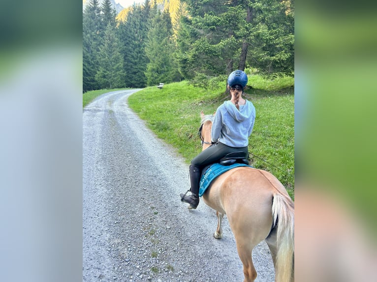 Poney de selle polonais Croisé Jument 5 Ans 135 cm Isabelle in Nesselwängle