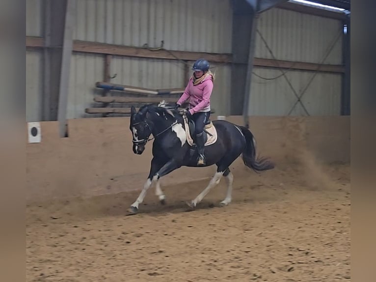 Poney de selle polonais Jument 5 Ans 154 cm Pinto in Mülheim an der Ruhr