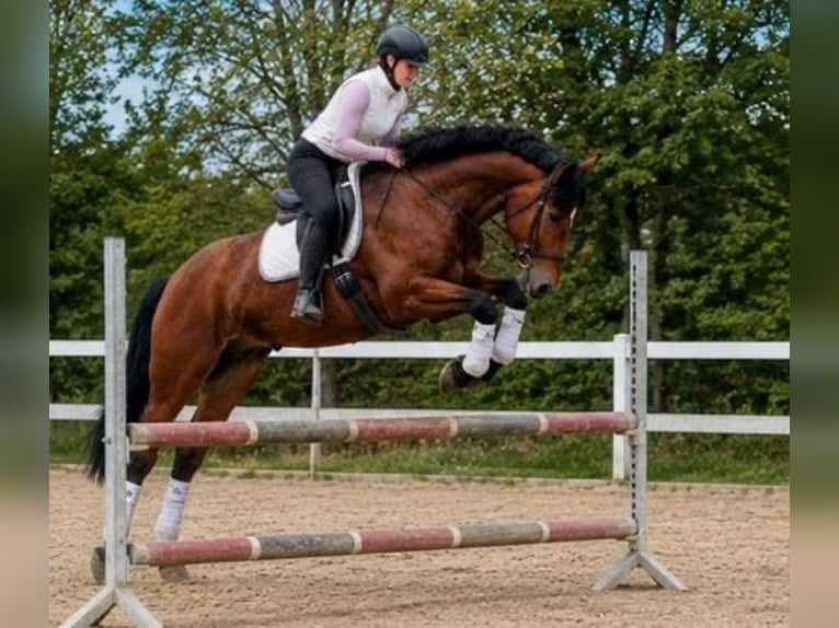 Poney de selle polonais Jument 5 Ans 167 cm Bai in Weert